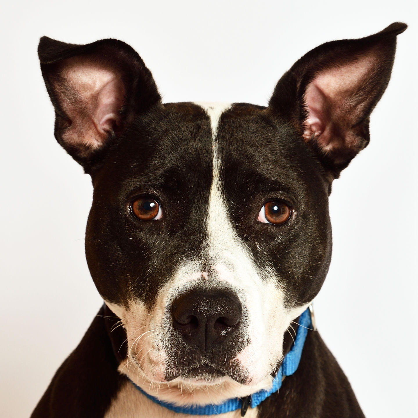 Martin County Pet of the Week - Week of November 22